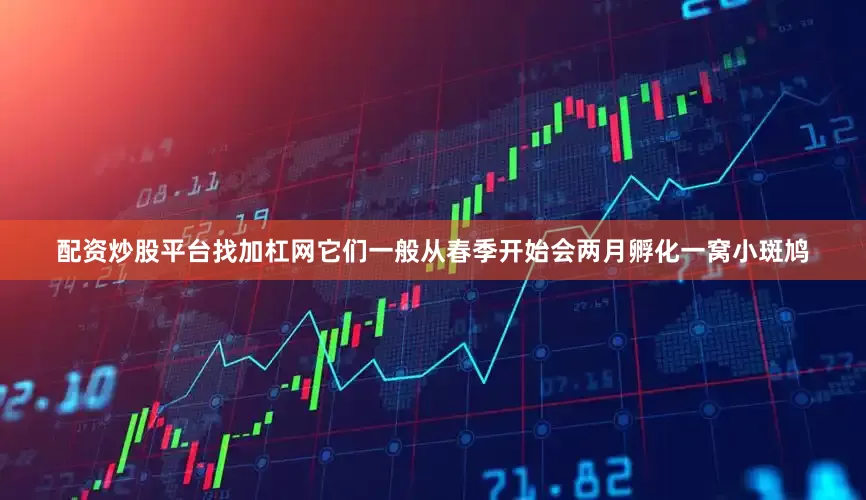 配资炒股平台找加杠网它们一般从春季开始会两月孵化一窝小斑鸠